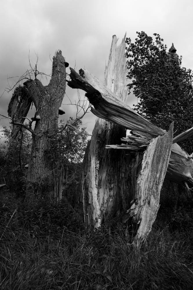 Baumstümpfe